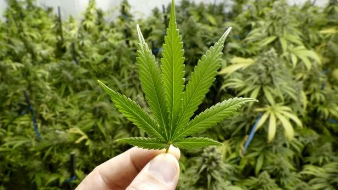 Cannabisblad